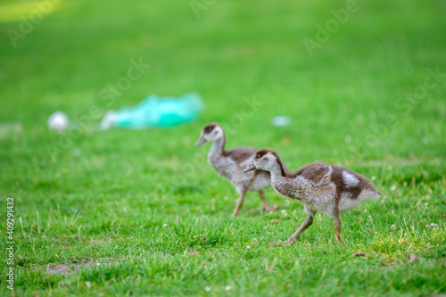 Close Up Of Two Young Baby Egyptian Gooses At Amsterdam The Netherlands 26-6-2020