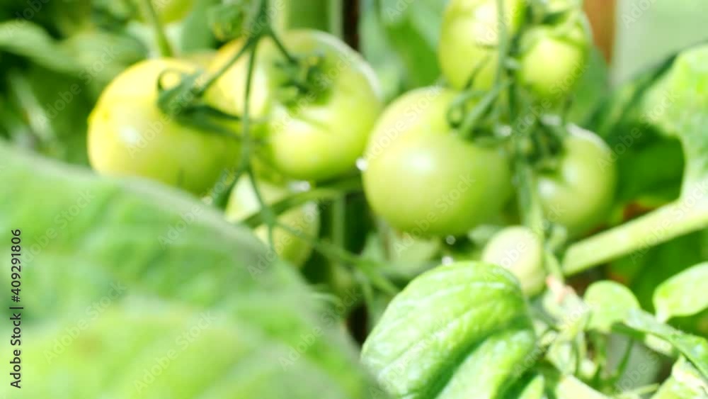Ripe tomato plant growing in homemade greenhouse in 4K VIDEO. Fresh bunch of red and green natural tomatoes on branch in vegetable garden. Organic farming, healthy food, BIO viands, back to nature. Ripe tomato plant growing in homemade greenhouse in 4K VIDEO. Fresh bunch of red and green natural tomatoes on branch in vegetable garden. Organic farming, healthy food, BIO viands, back to nature.