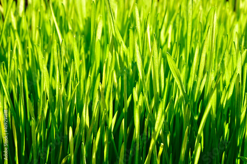 Nature green grass texture grow plant