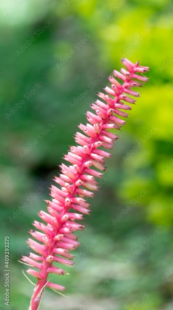 Naklejka premium Aechmea gamosepala, a bromeliad endemic to southern Brazil