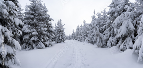 zimowy szlak górski w iglastym lesie