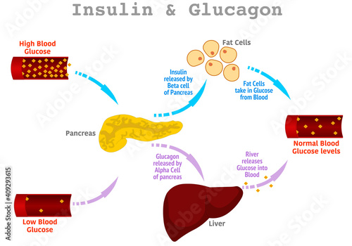 Insulin glucagon. Regulation of high, low blood sugar levels in the blood by the pancreas, stages. Liver, fat, alpha, beta cell, glucose function. Diabetes treatment steps. Illustration vector
