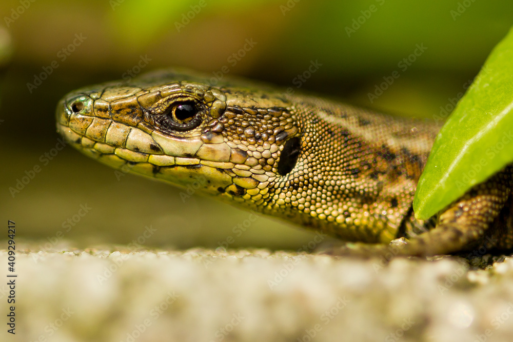 Naklejka premium Bocage’s wall lizard, Podarcis bocagei, head detail