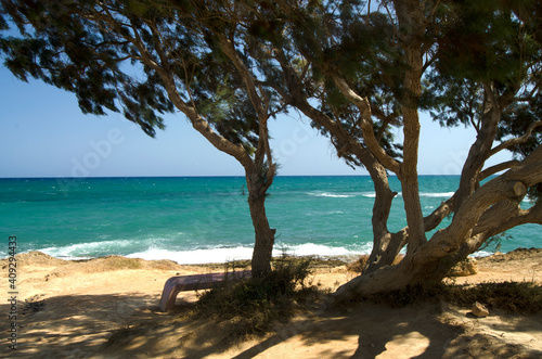 trees on the beach, coast and sea, waves, Gouves, Crete, Greece © Hana