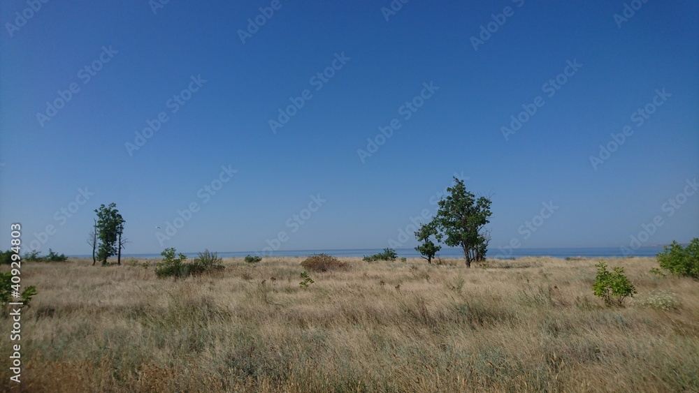 trees and sky