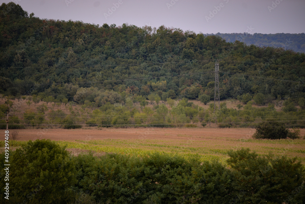 a field cultivated with cereals, wheat and corn at sunset near the woods. amazing green forest landscape a field cultivated with cereals, wheat and corn at sunset near the woods. amazing green forest landscape