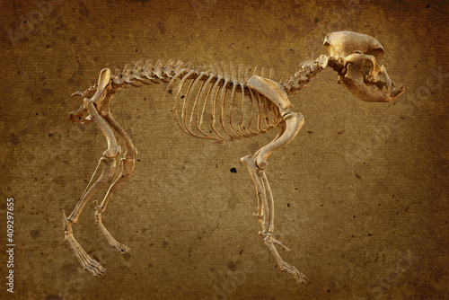 Canine skeleton in retro style