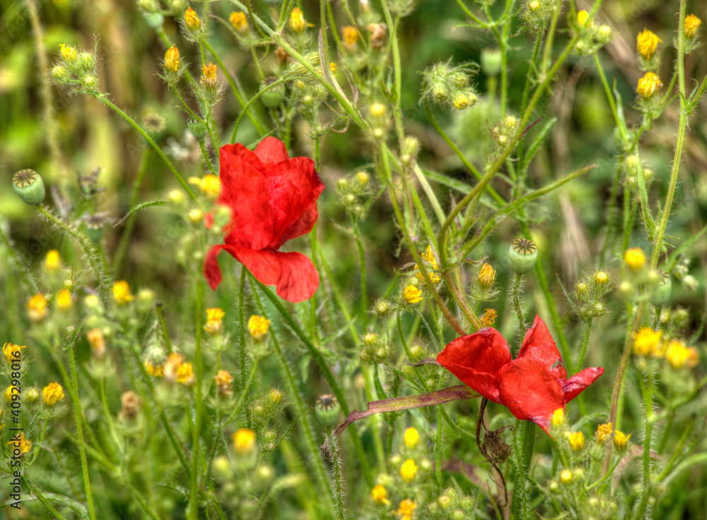 Fototapeta premium Coquelicots dans la prairie à Augisey, Jura, France