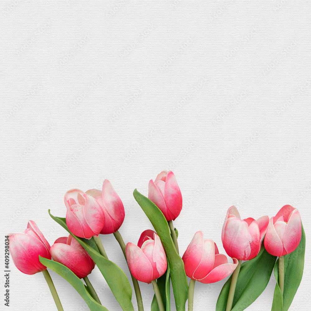 Red Tulips on white line background