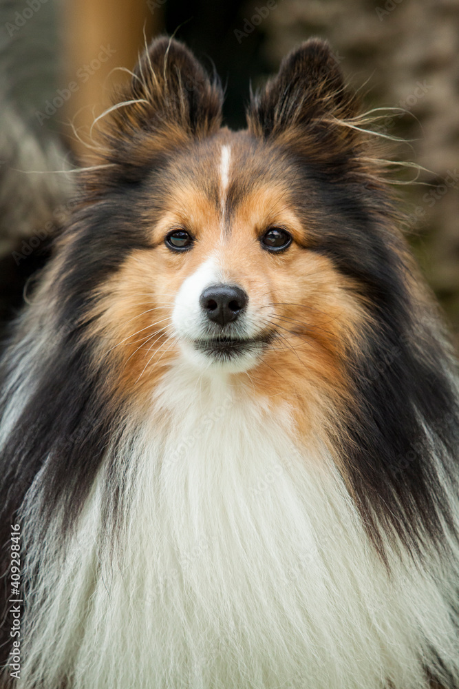 Fototapeta premium Pastor-de-shetland (retrato)