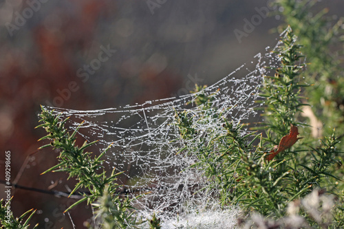  spider web with dew drops