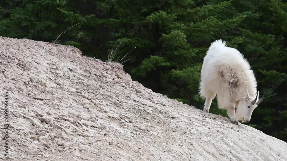 Mountain goat in the Canadian Rockies Mountain goat in the Canadian Rockies
