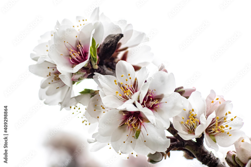Almond Blossom Macro Photography, Flowered Almond Tree and Almond Blossom Branches with Selective Focus Countryside Sardinia Almond Blossom Macro Photography, Flowered Almond Tree and Almond Blossom Branches with Selective Focus Countryside Sardinia
