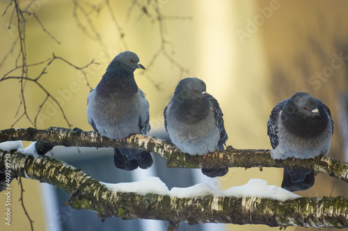 Three city pigeons sitting on a tree branch