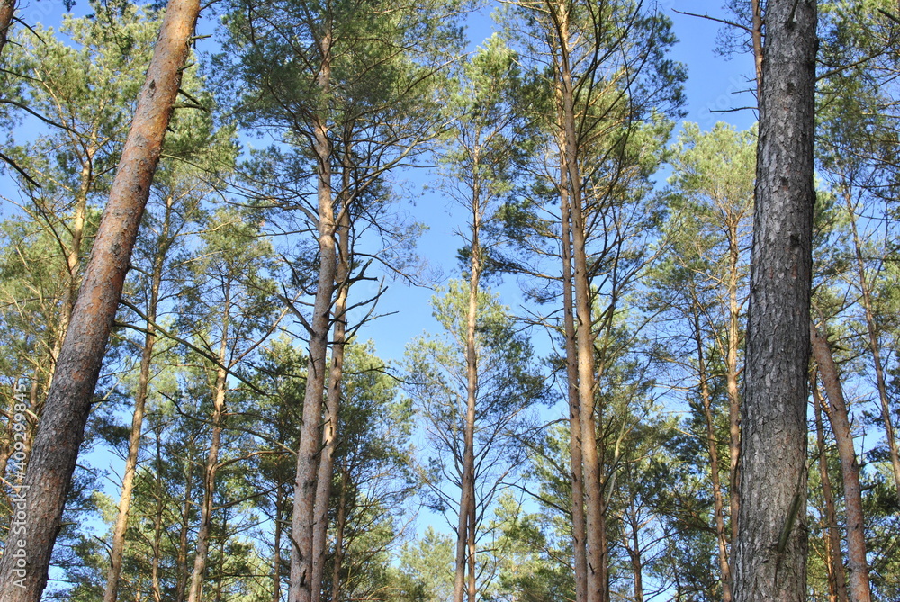 winter forest winter forest