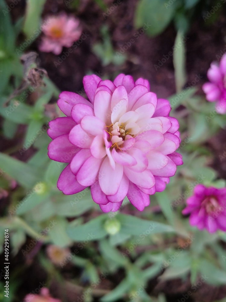 Fototapeta premium close-up of pink ZINNIA flower with purple lace blooming in garden
