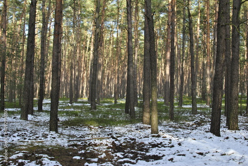 winter forest