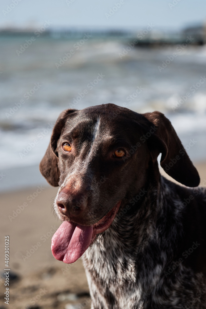 Close up portrait of Kurzhaar. German shorthair breed of hunting dogs. Brown shorthaired pointer is sitting and smiling. Close up portrait of Kurzhaar. German shorthair breed of hunting dogs. Brown shorthaired pointer is sitting and smiling.