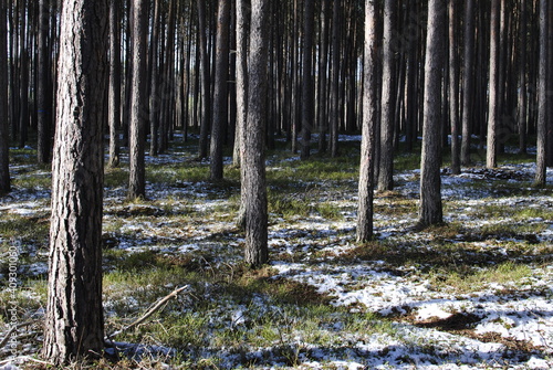 winter forest