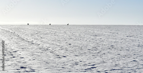 Muntjac deer running across the snowy horizon near Milton Keynes Buckinghamshire in January 2021