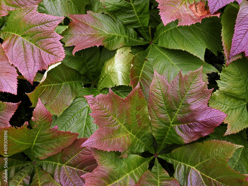 bellissima macro di foglie colorate photo