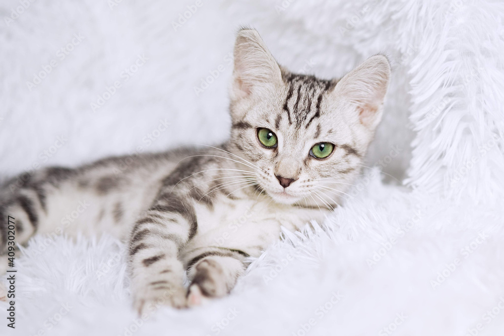 Kitten stripes on white background