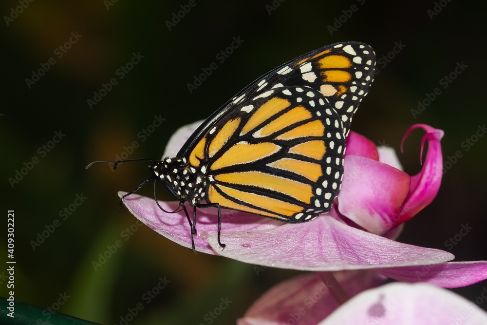 Naklejka premium Monarch butterfly, Danaus plexippus, butterfly resting on the lilac flower, selective focus