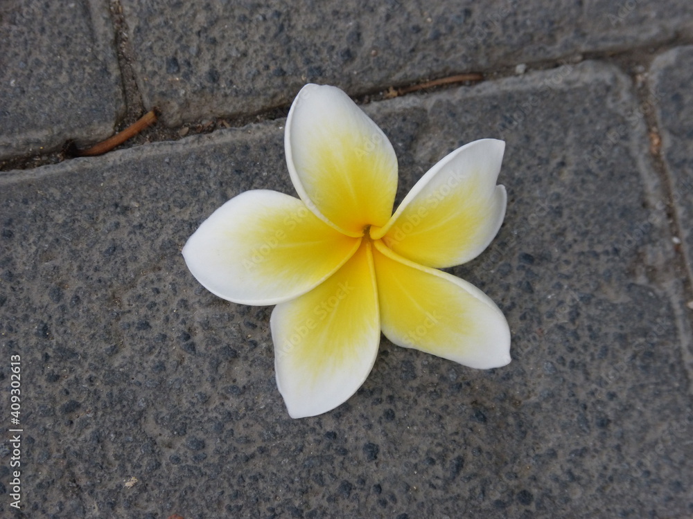 Blüte, tropical