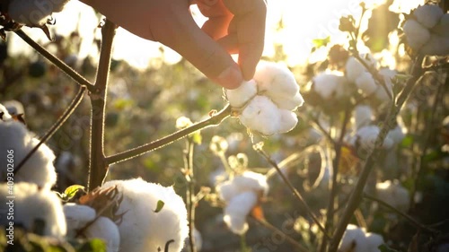 Macro close-up of hand touching soft cotton flower in autumn in countryside with brown field of many cotton crops