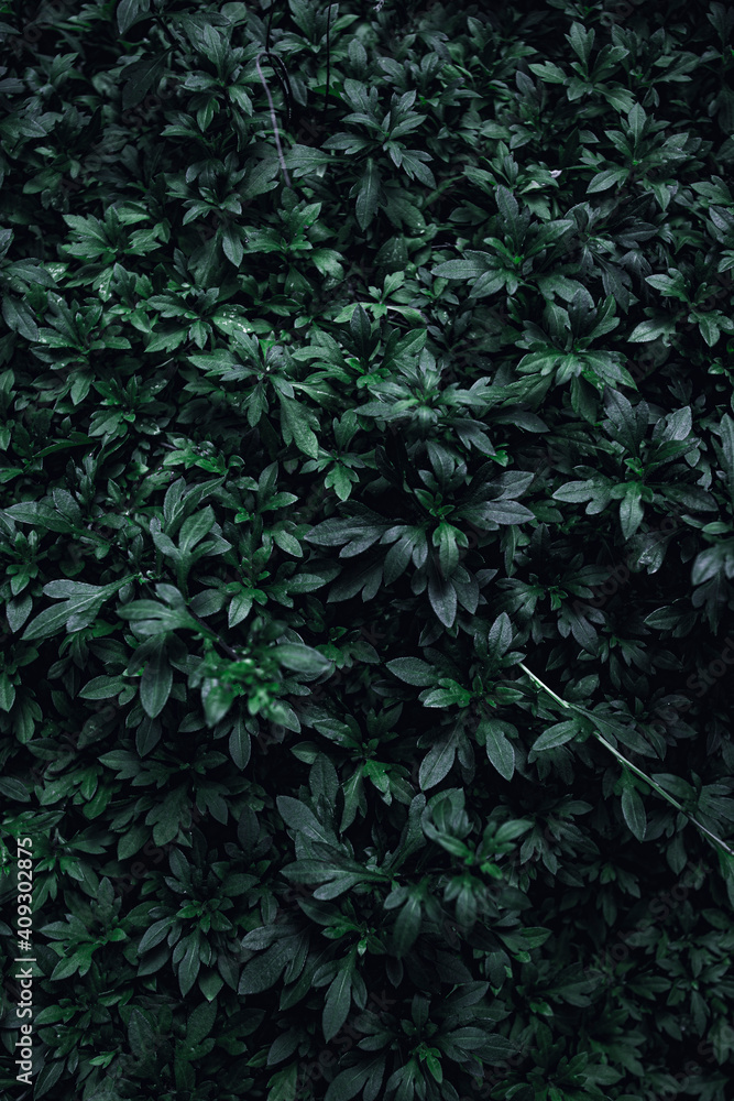 Leaves to background in dark tone, retro tone. Leaves to background in dark tone, retro tone.
