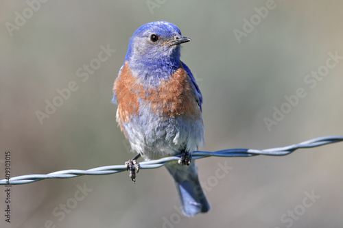 Western Bluebird perched on wire 