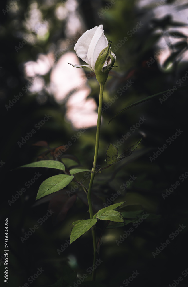 Obraz premium White rose bud in the evening dark background.