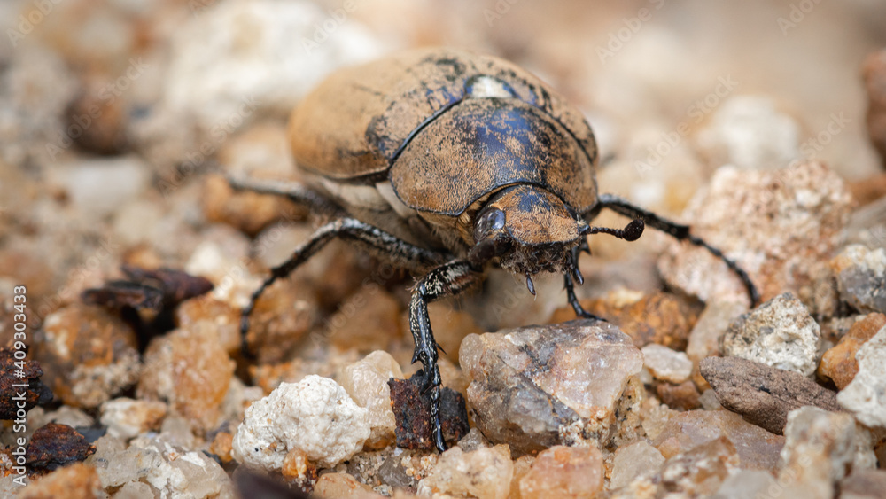 Large old brown Beetle on the ground, awesome insects macro photography Large old brown Beetle on the ground, awesome insects macro photography