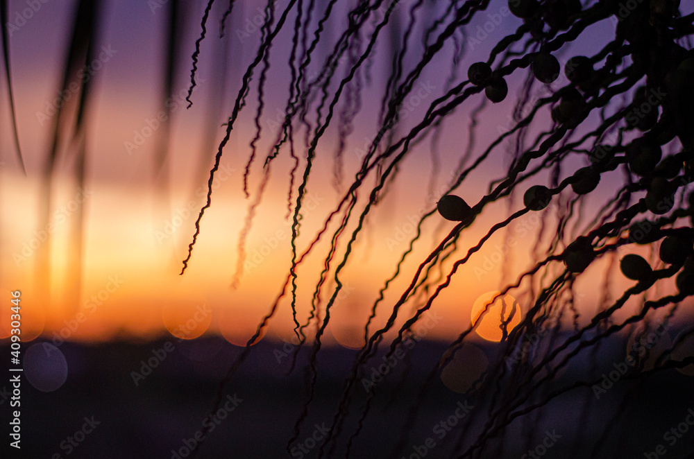 Obraz premium sunset in the mountains, silhouette fruit