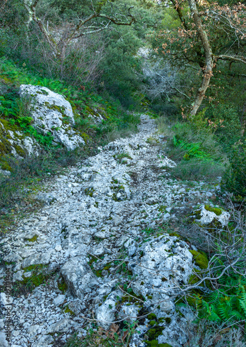 mountain path in the alps