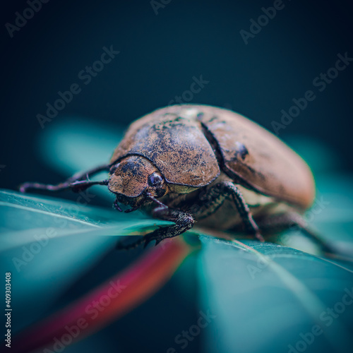 Orange-brown color Old Beetle on a leaf, macro close up wildlife photo. © nilanka