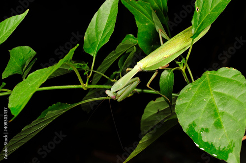 Indische Riesengottesanbeterin // Giant Asian mantis (Hierodula membranacea) - Sri Lanka