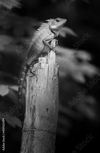 Beautiful green garden lizard climb and sitting on top of the wooden trunk like a king of the jungle, bright colored head and sharp spikes in the spine, black and white wild life photograph of lizard. photo