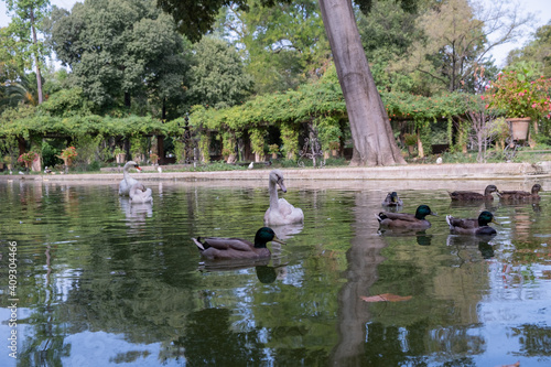 Estanque con patos y cisnes en el Parque de María Luisa en Sevilla