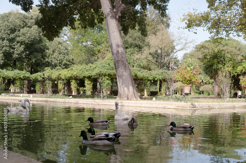 Estanque con patos y cisnes en el Parque de María Luisa en Sevilla