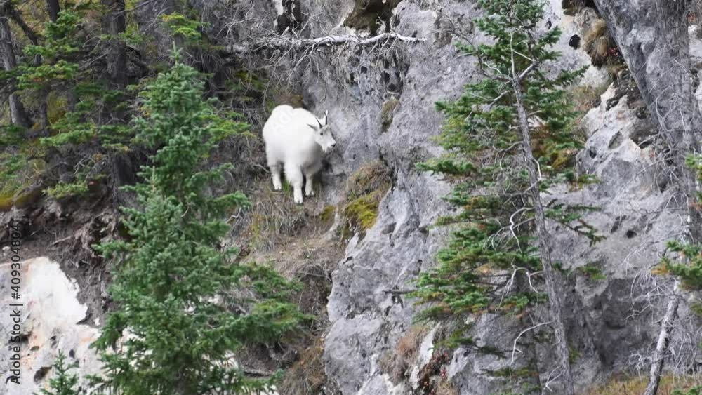 Mountain goat in the Canadian Rockies Mountain goat in the Canadian Rockies