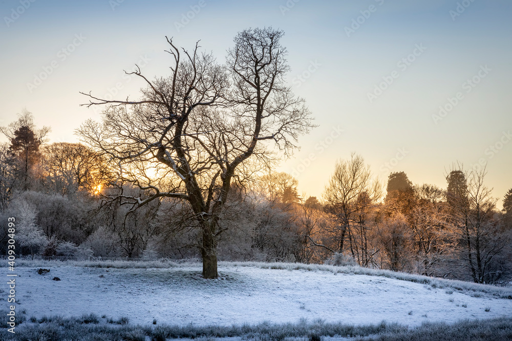 bare tree in a scottish field bare tree in a scottish field