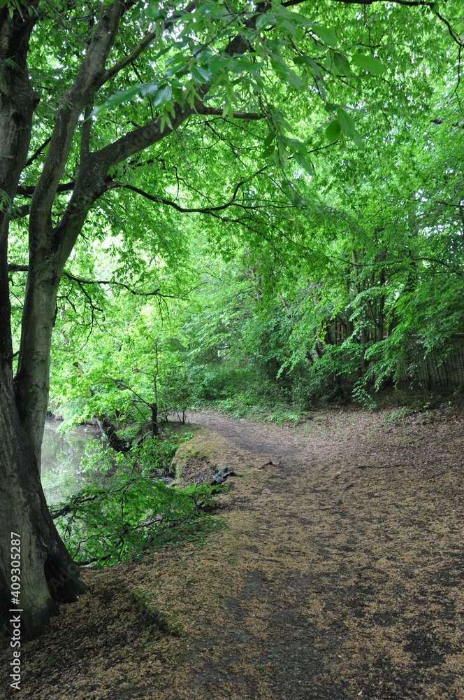Obraz premium path in the woods
