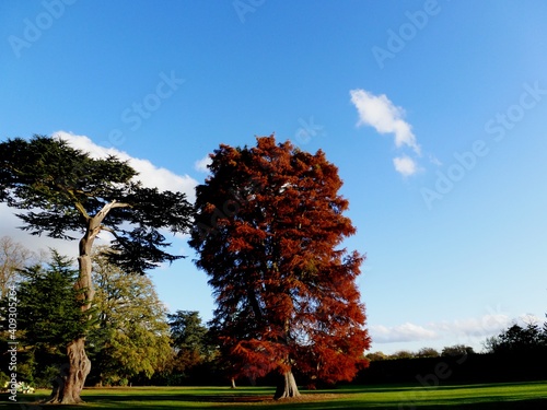 tree in autumn