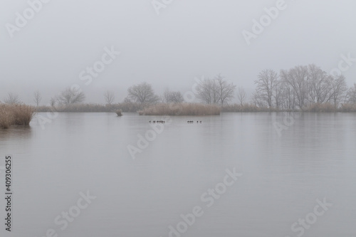 Frozen pond. Frosted trees and reeds grow around the pond. There are ducks on the ice. © Roman Bjuty