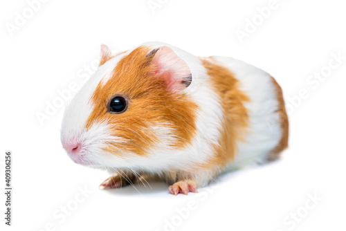 Guinea pig isolated on a white background. Domestic guinea pig