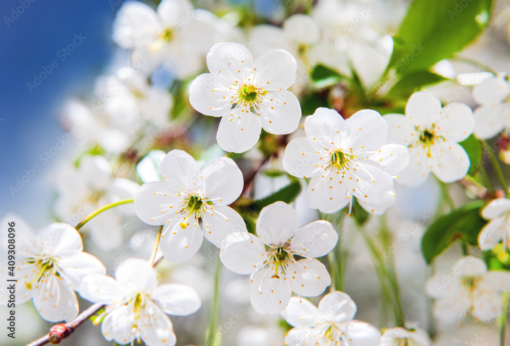Beautiful cherry flowers in sping