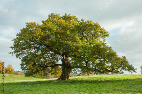 Oak tree in the field