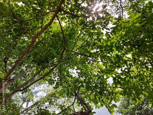 green leaves in the sun