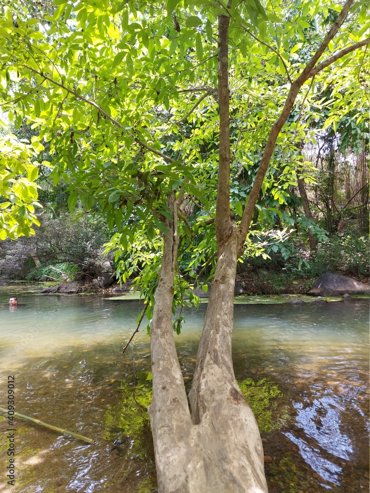 Obraz premium river in the woods